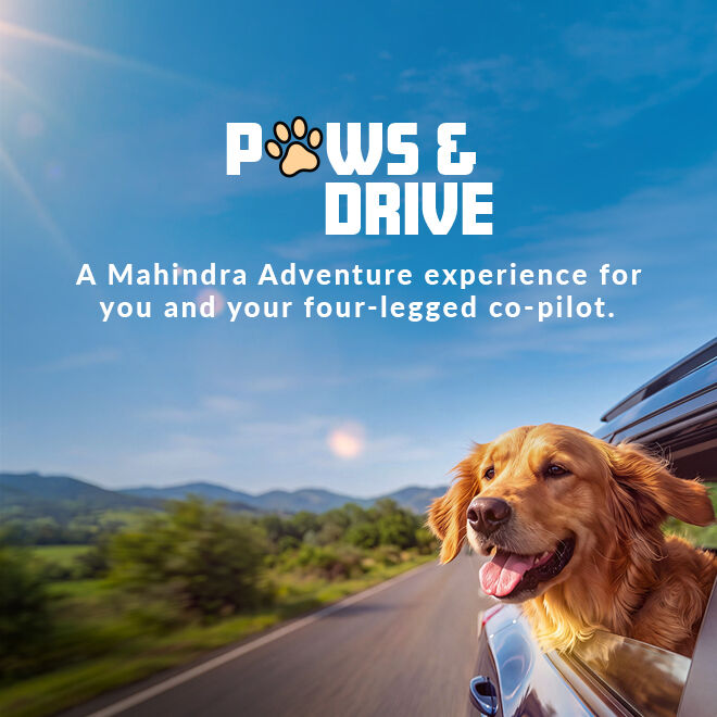 Paws & Drive